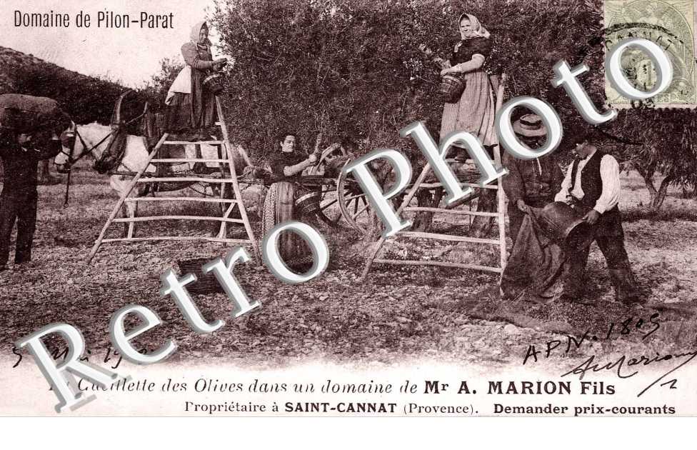 Domaine de Pilon-Parat - cueillette des olives - Mr A. Marion fils proprietaire