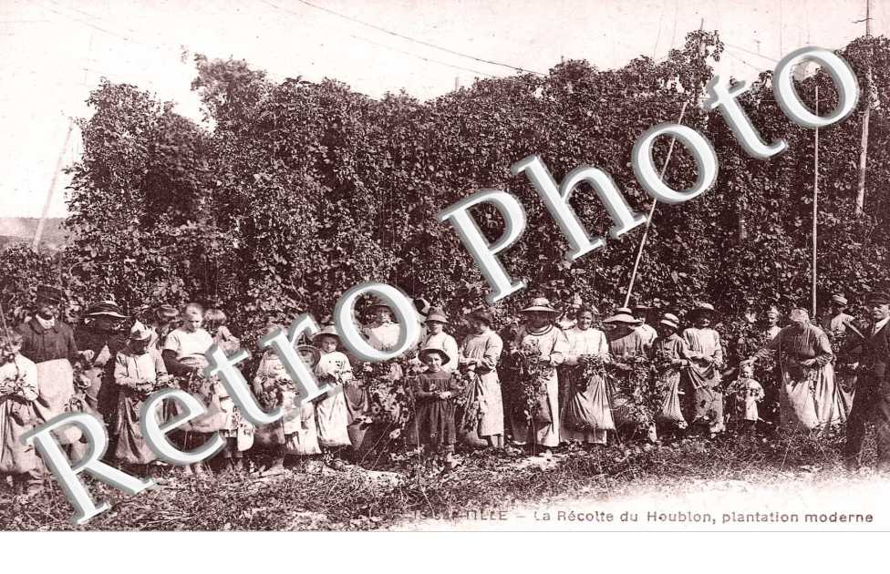 la recolte du houblon , plantation moderne
