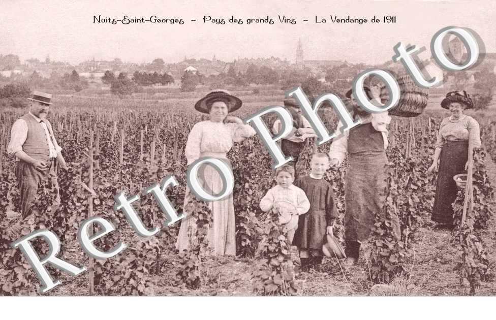 la vendange de 1911