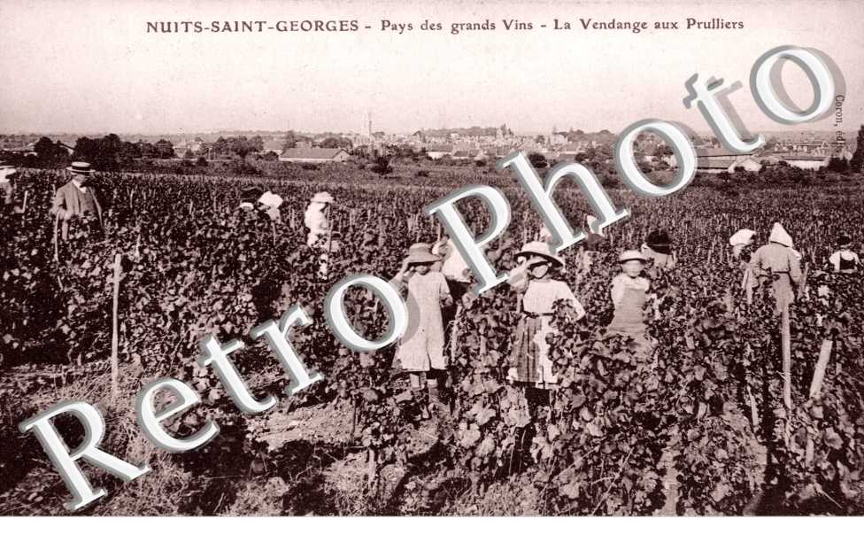 la vendange aux Prulliers