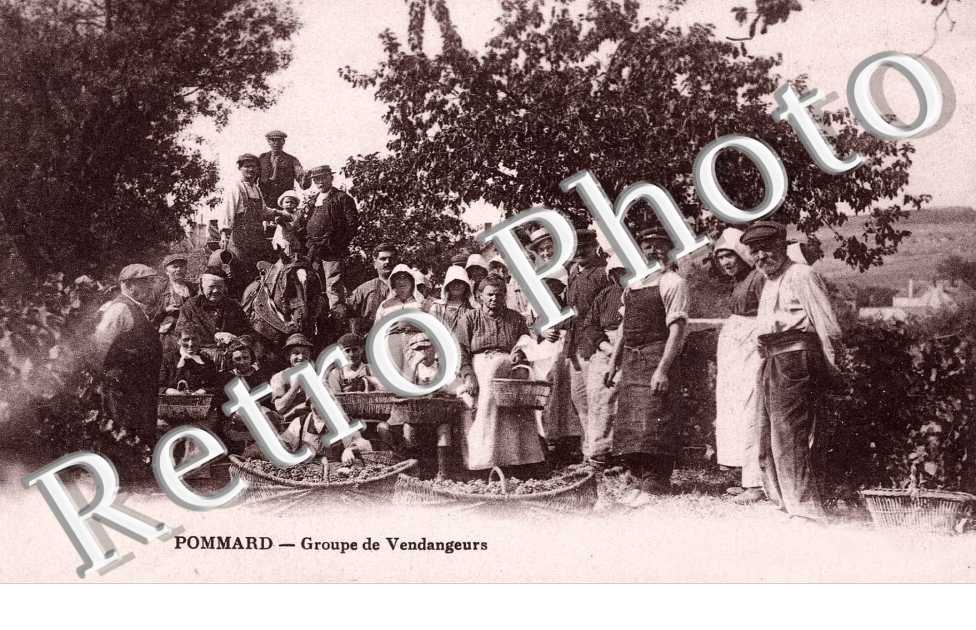 Groupe de vandangeurs   - viticulture
