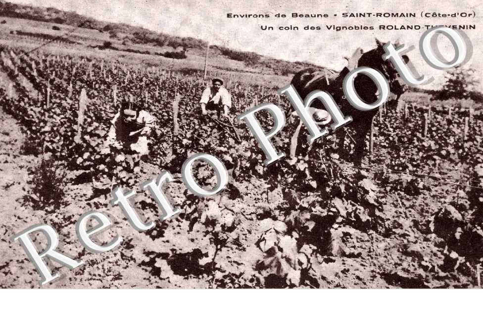 Vignoble Roland - Thevenin - viticulture