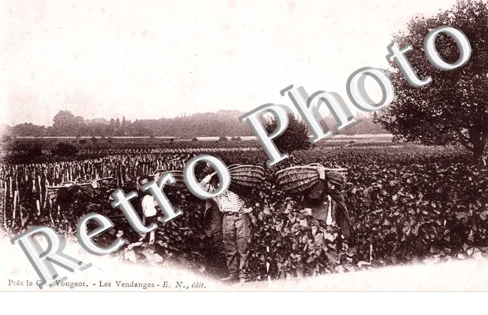 pres le clos Vougeot - les vendanges