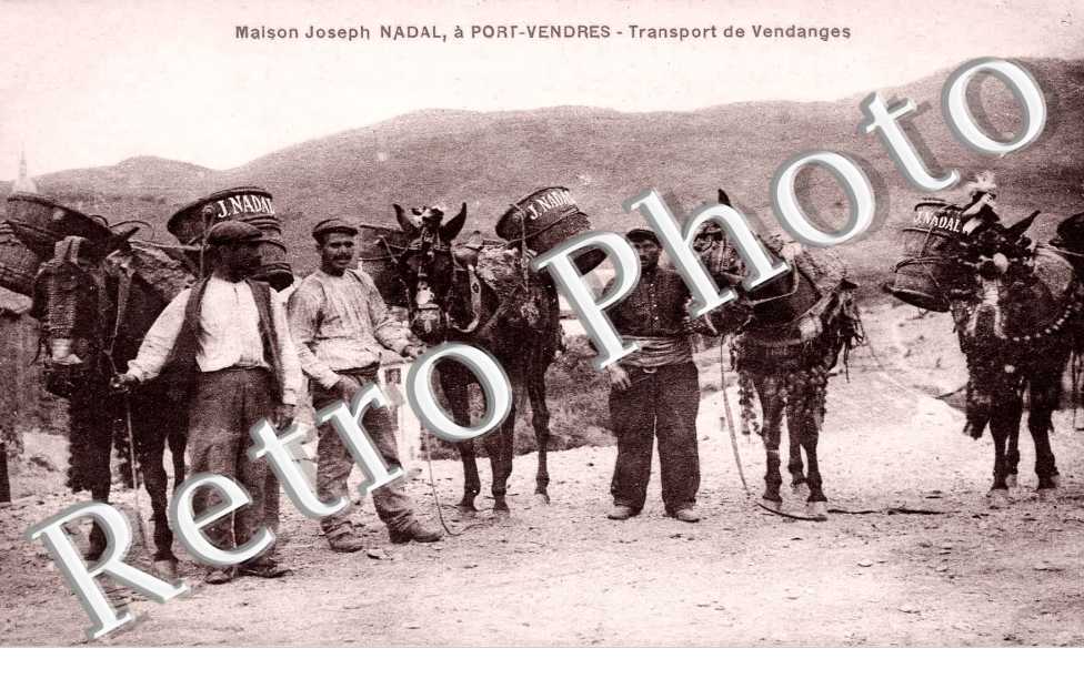 MAISON JOSEPH NADAL  TRANSPORT DE VENDANGES