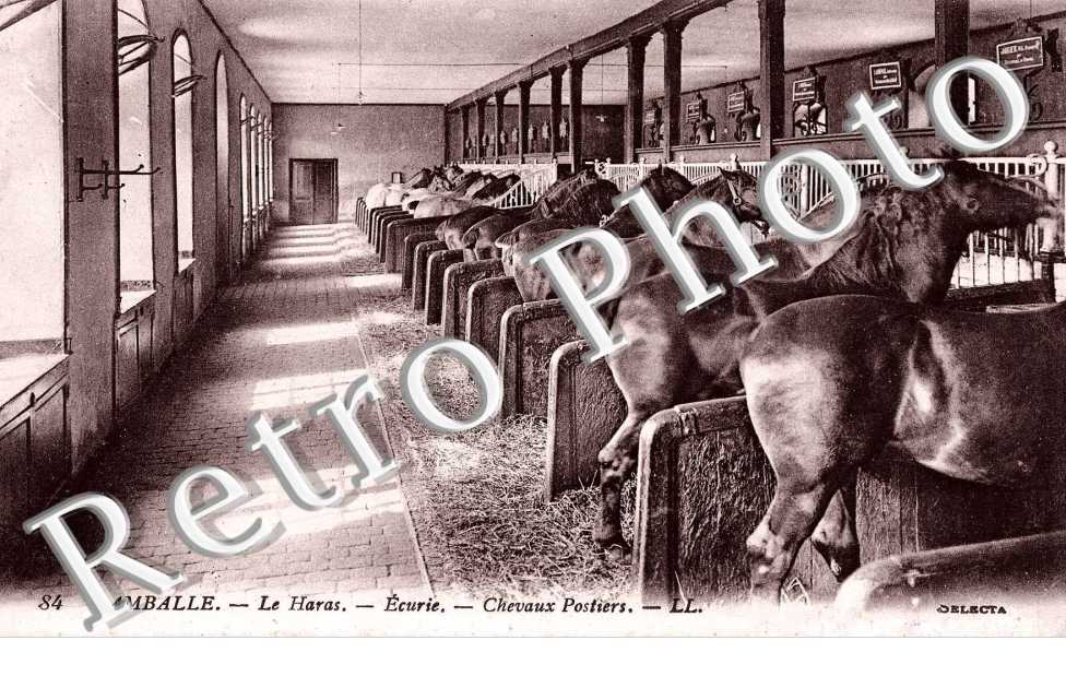 le haras ecurie Chevaux postiers