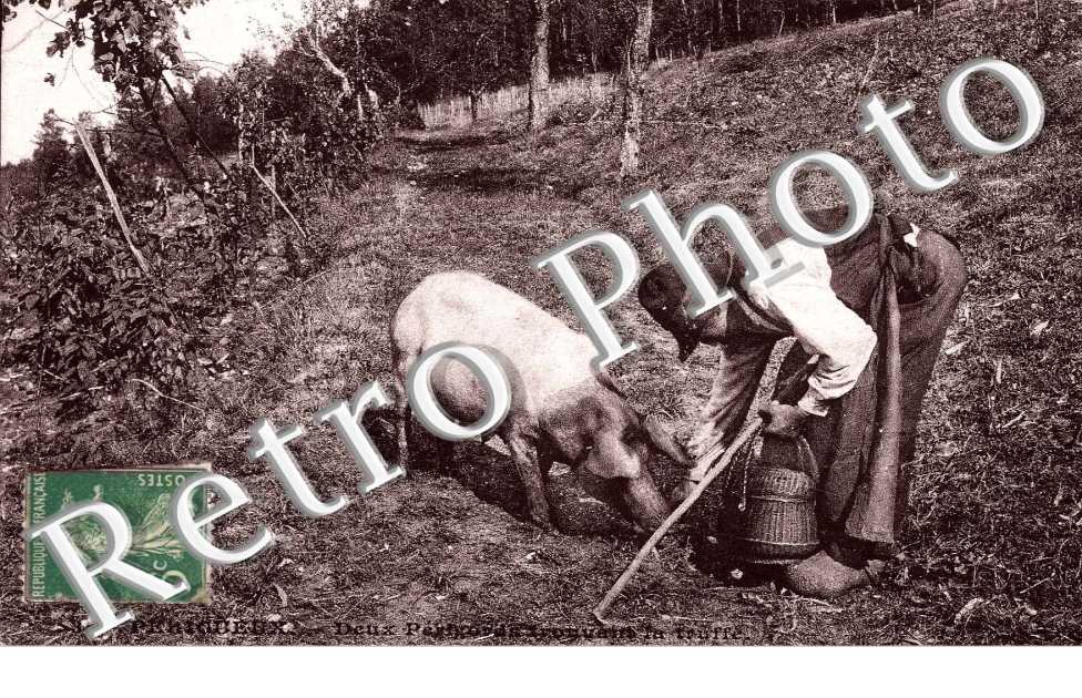 gords trouvant la truffe