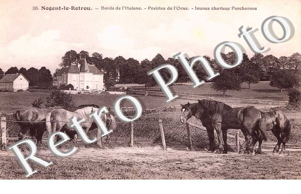 bords de l&#039;Huisne Jeunes chevaux percherons