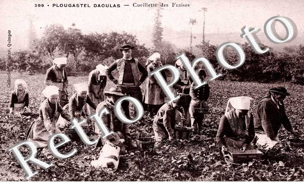 CUEILLETTE DES FRAISES 