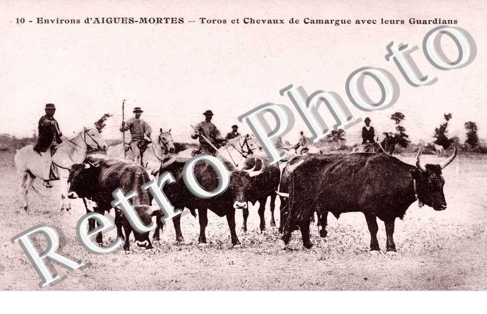 taureaux et chevaux de Camargue avec leurs gardiens