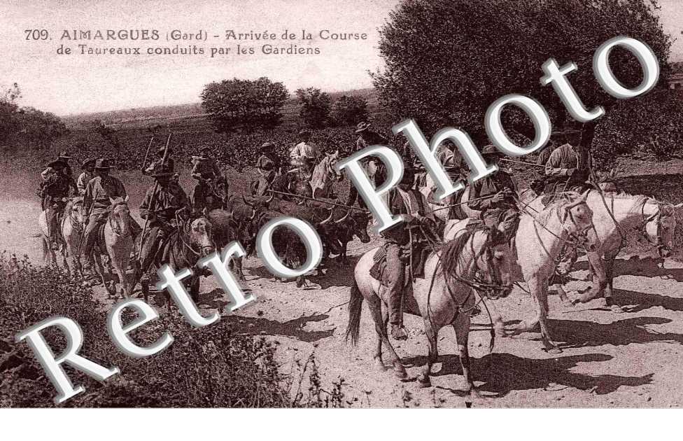 arrivee de la course de taureaux conduits par les gardiens