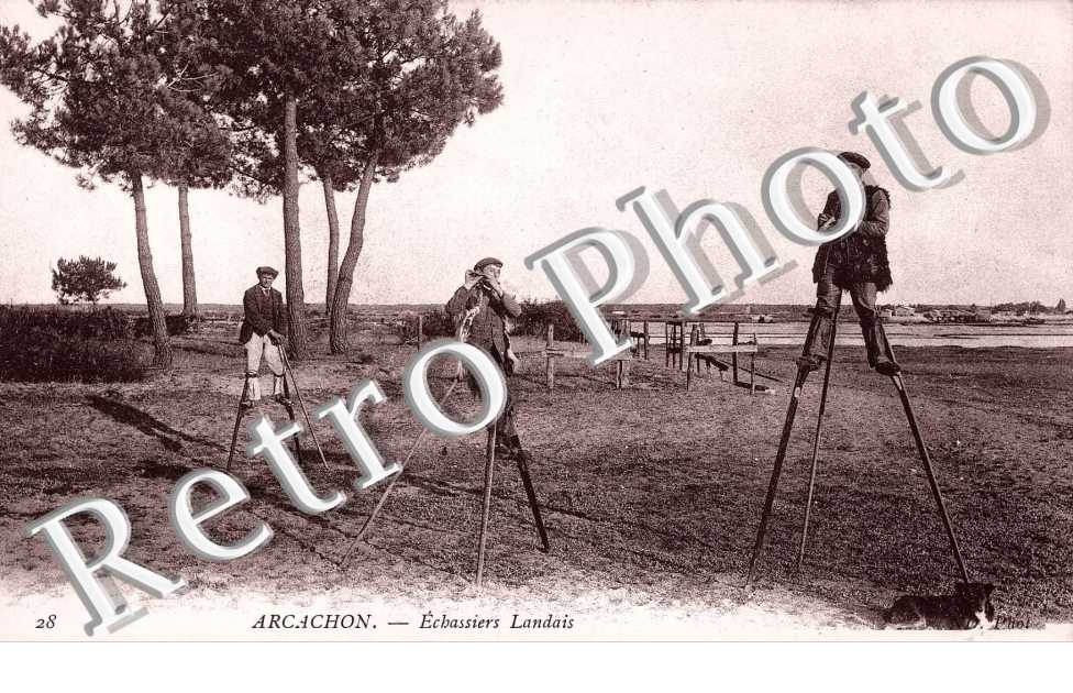 Echassiers Landais