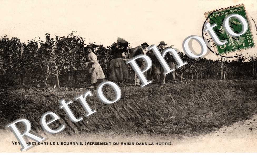 vendanges - versement du raisin dans la hotte