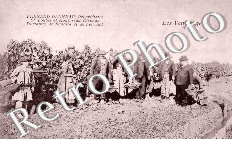 Fernand Dagneau, proprietaire - domaines de Badaith et de Ferrand - vendanges