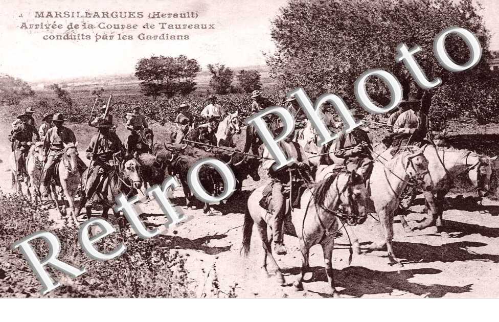 Arrivee de la course de taureaux conduits par les gardians