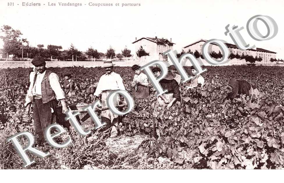 Les vendanges - Coupeuses et porteurs