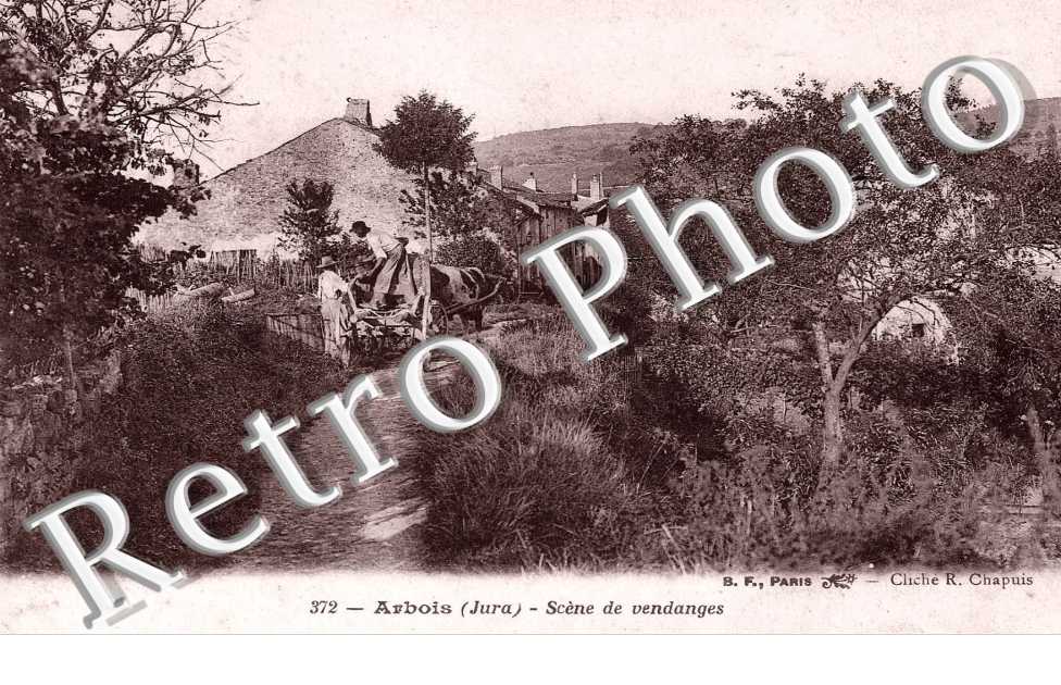 scene de vendanges