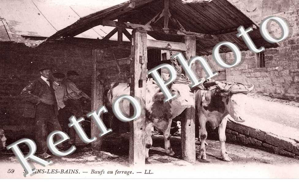 BOEUFS AU FERRAGE