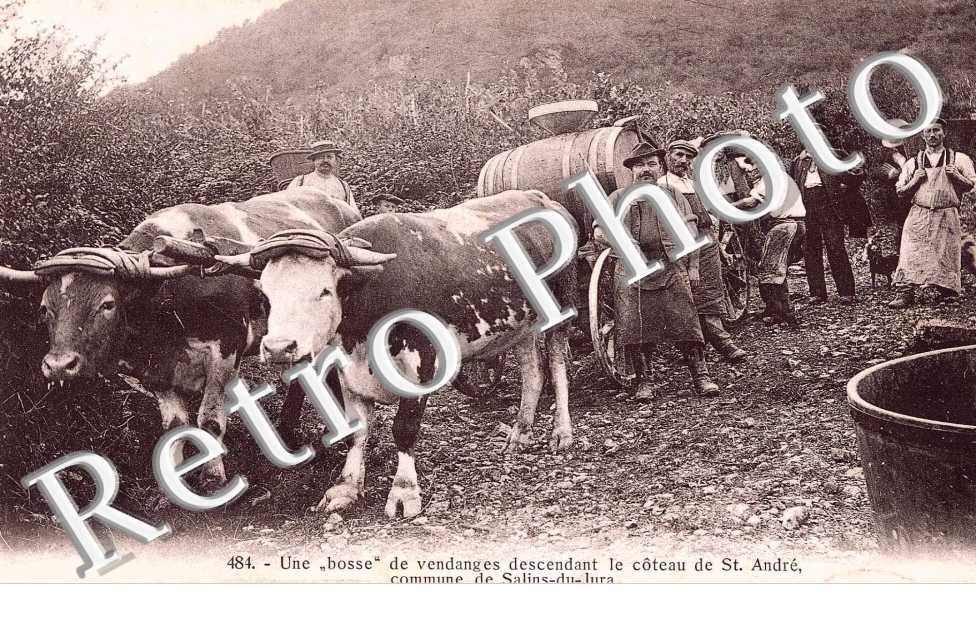 UNE BOSSE DE VENDANGES