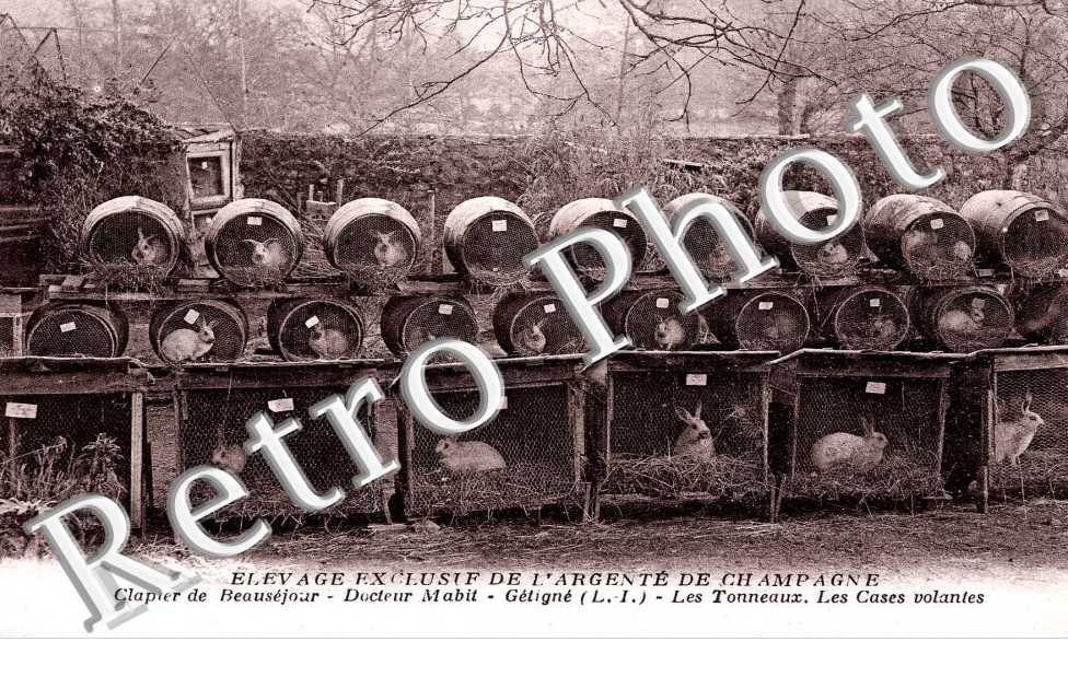 Elevage exclusif de l&#039;Argente de Champagne -Clapiers de Beausejour - Docteur Mabit