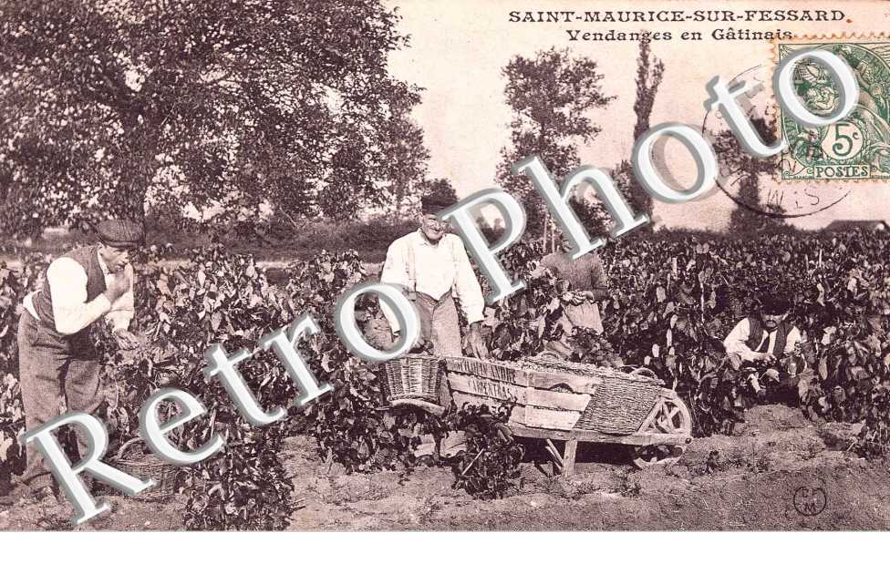 Vendanges en Gatinais