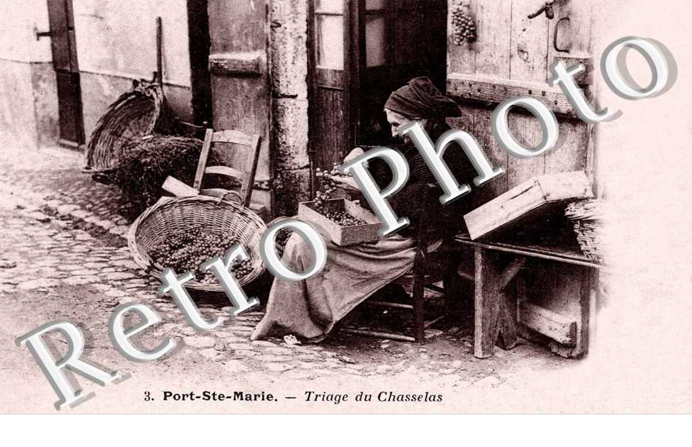 Triage du Chasselas