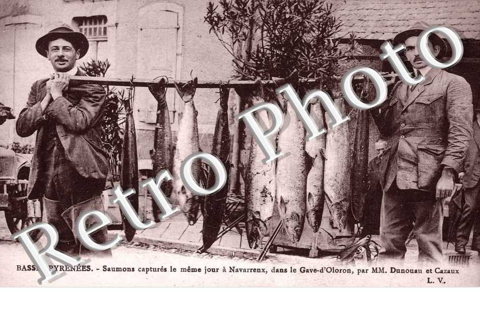saumons captures le meme jour dans le gave d&#039;Oloron par MM Dunouau et Cazaux