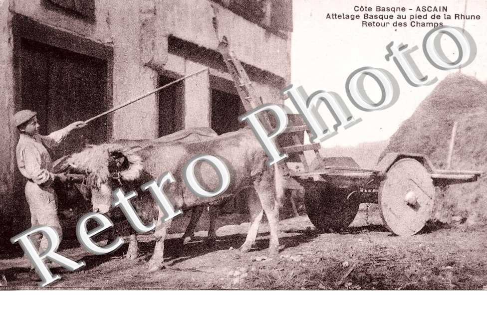 Attelage basque au pied de la Rhune - retour des champs - agriculture