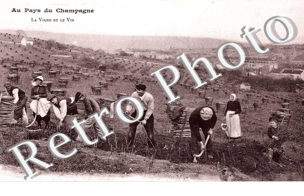 travail de la vigne - le bechage
