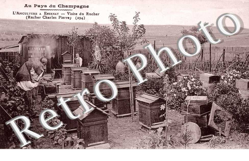 L&#039;apiculture - visite du Rucher ( Charles Pierre)
