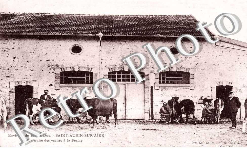 la traite des vaches a  la ferme