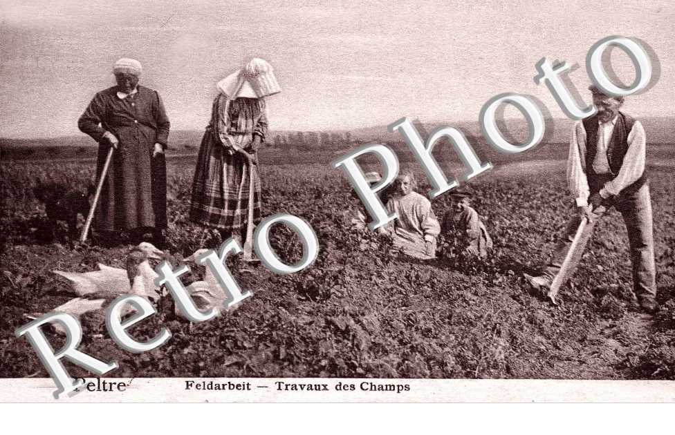 travaux des champs