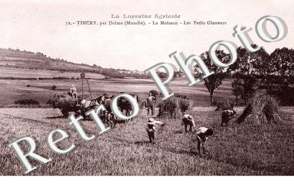 La Moisson - les petits glaneurs