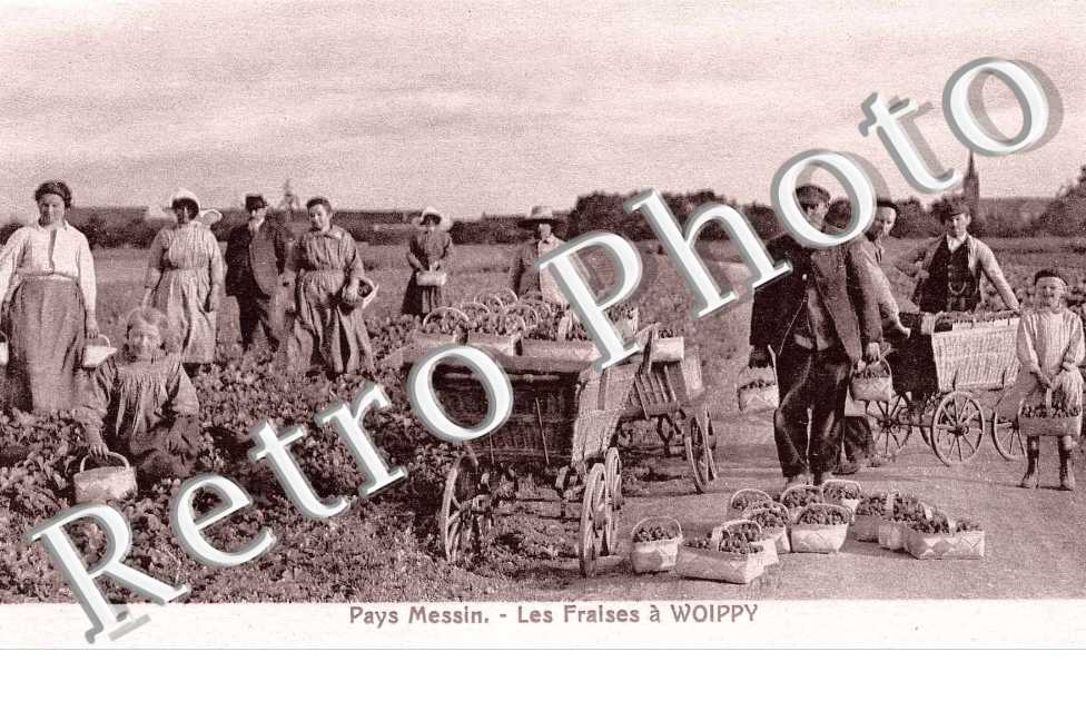 les fraises rolte