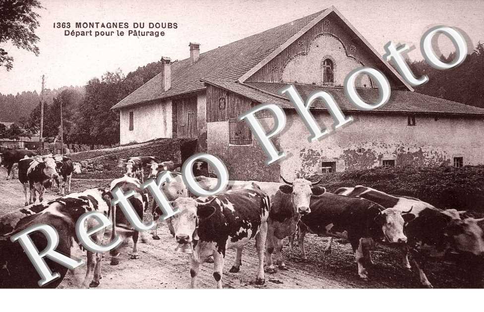 depart dans le paturage