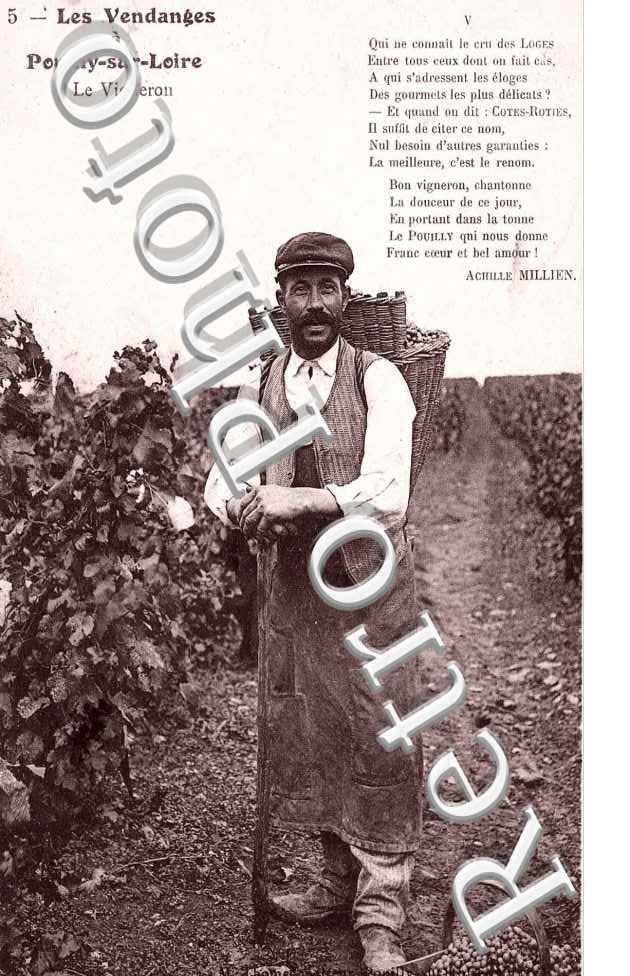 les vendanges -  le vigneron