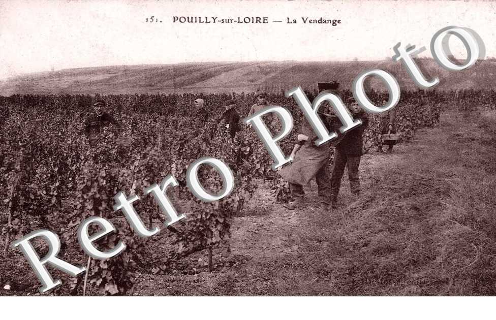 la vendange