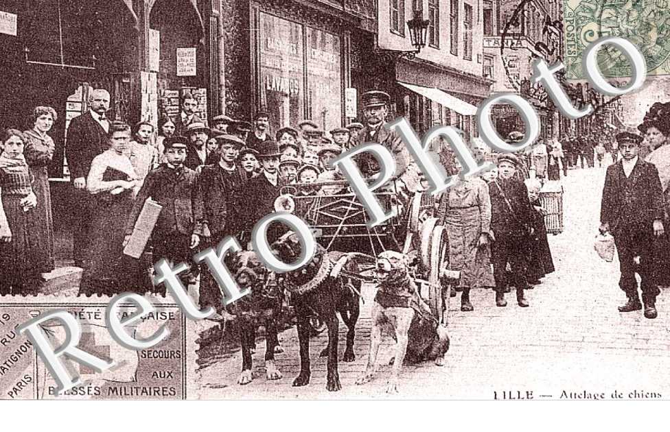 ATTELAGE DE CHIENS