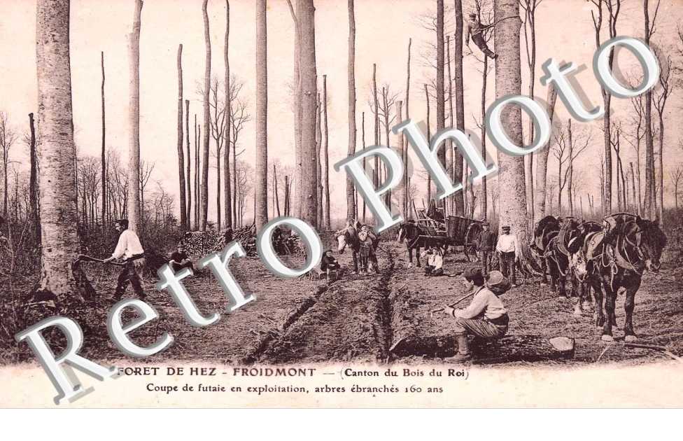 Foret de Hez - coupe de futaie en exploitation