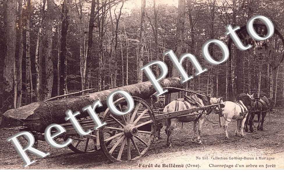 Charroyage d&#039;un arbre en foret