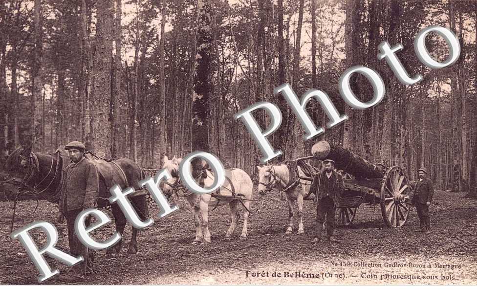 Coin pittoresque sous bois