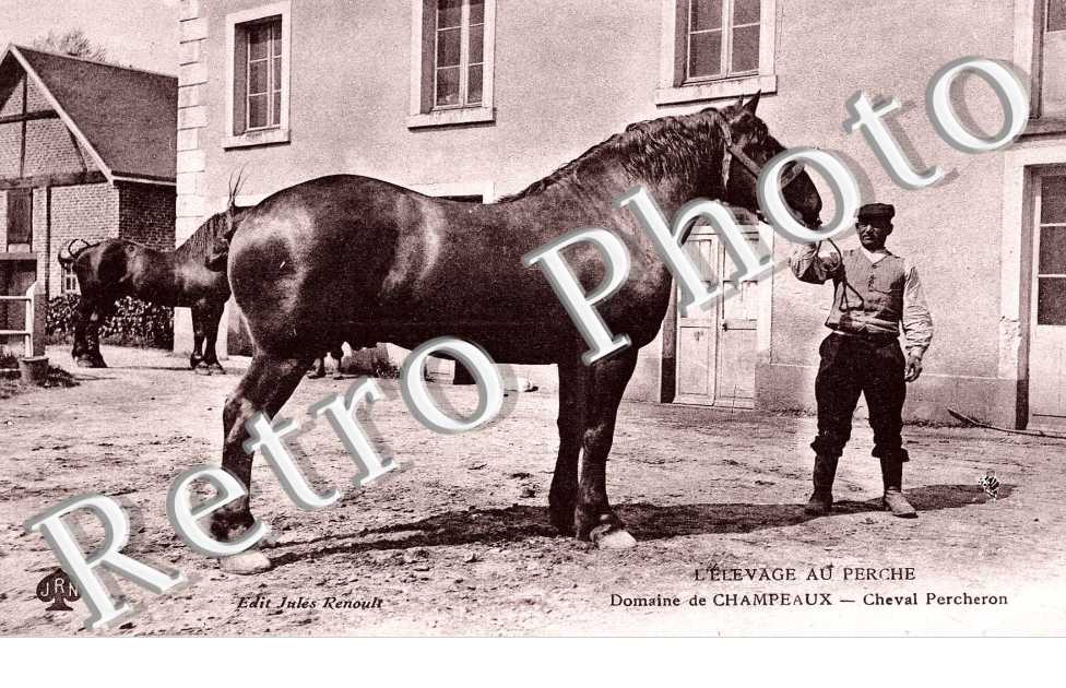 L&#039;elevage au Perche  Domaine de Champeaux Cheval Percheron
