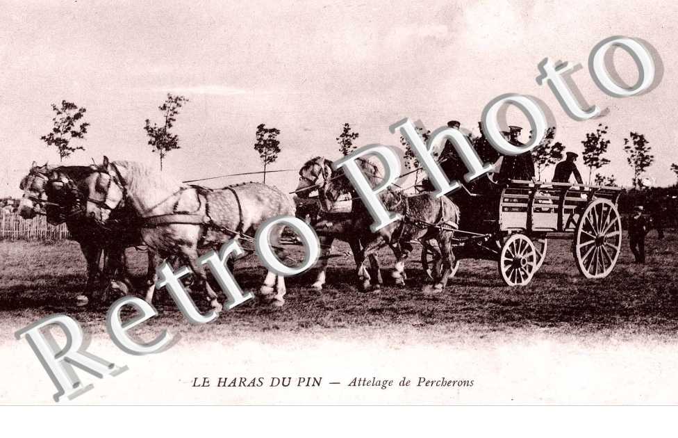 Attelage de Percherons