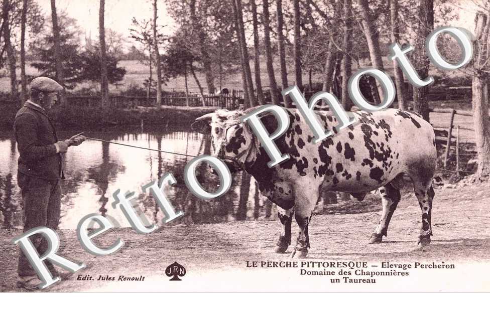 Elevage percheron - domaine des chaponnieres - un taureau