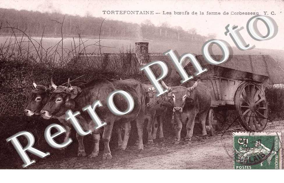 Les boeufs de la ferme de Corbesseau