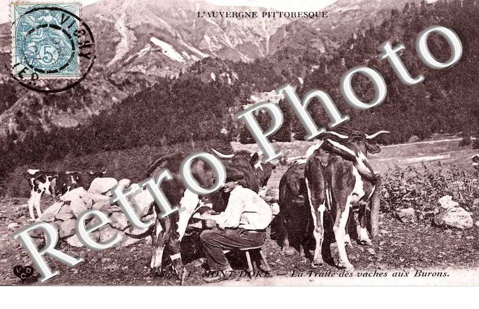 LA TRAITE DES VACHES 