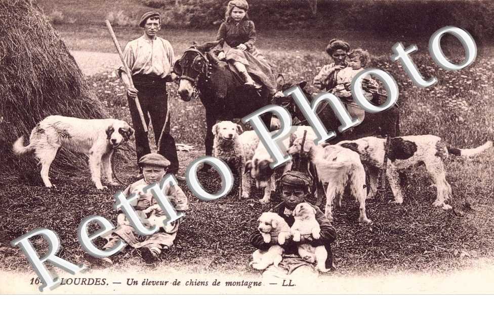 UN ELEVEUR DE CHIENS DE MONTAGNE 