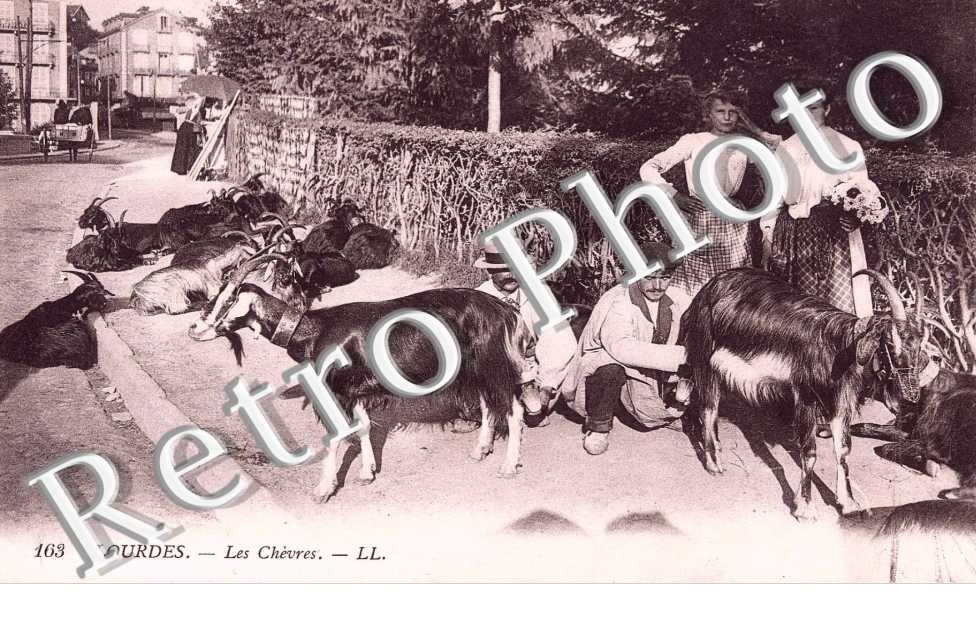LES CHEVRES