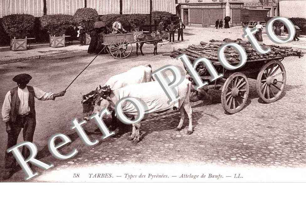 ATTELAGE DE BOEUFS