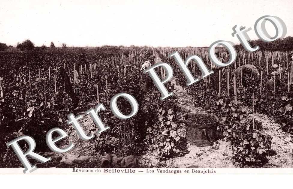 Les vendanges en beaujolais