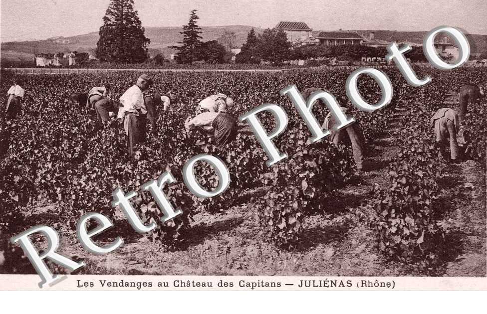 les vendanges au chateau des Capitans